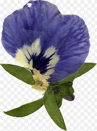 精美压花干花紫色花朵