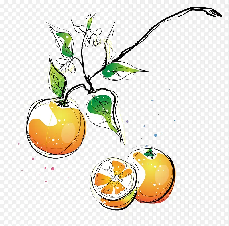 柑橘简笔线条及色彩画