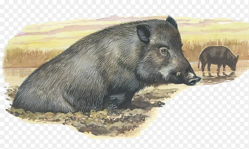 手绘插图脏兮兮的小黑猪在污泥中