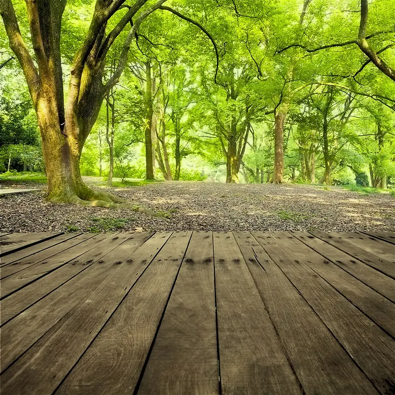 梦幻树林木板风景