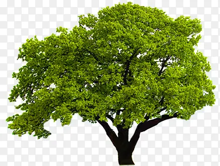 绿色唯美意境大树