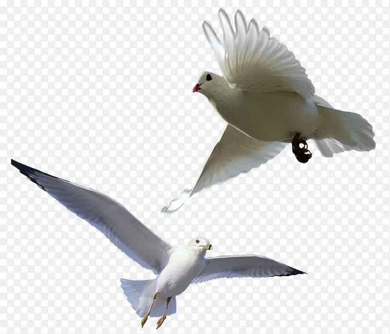 自由飞翔的白鸽