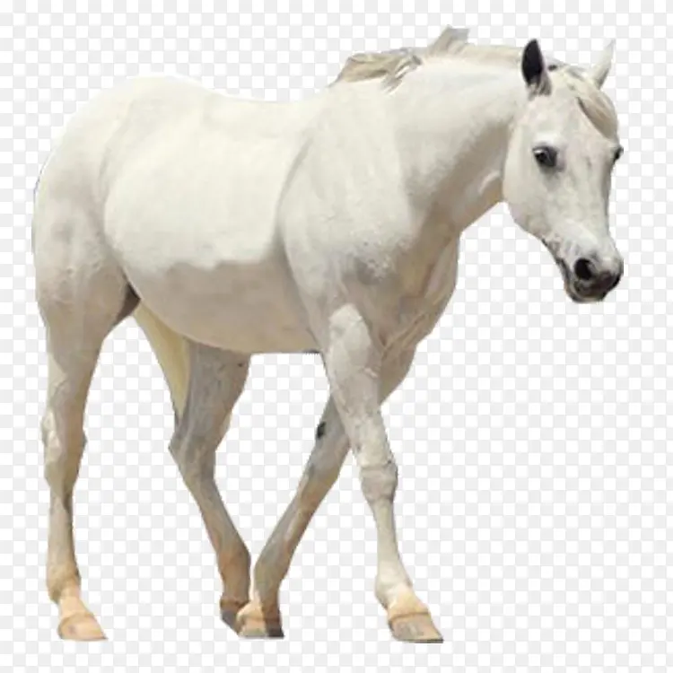 一匹白马