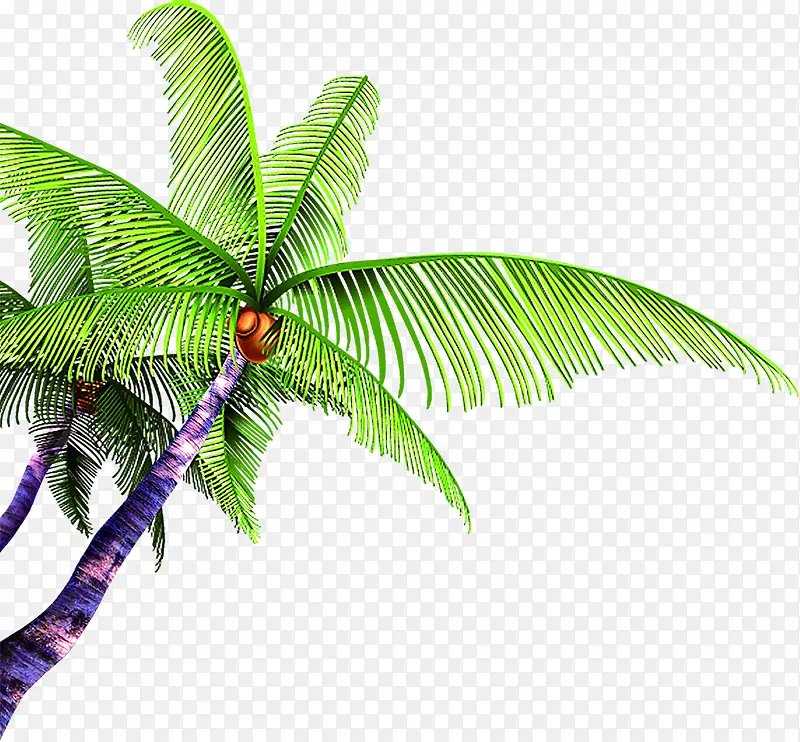 紫色树干椰子树