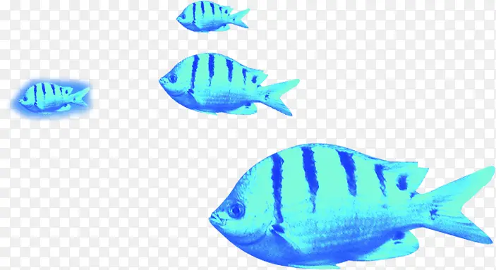 夏日蓝色动物海底鱼
