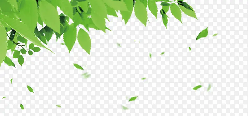 漂浮元素 花瓣 树叶专辑 绿色