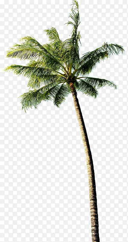 热带树林摄影椰子树