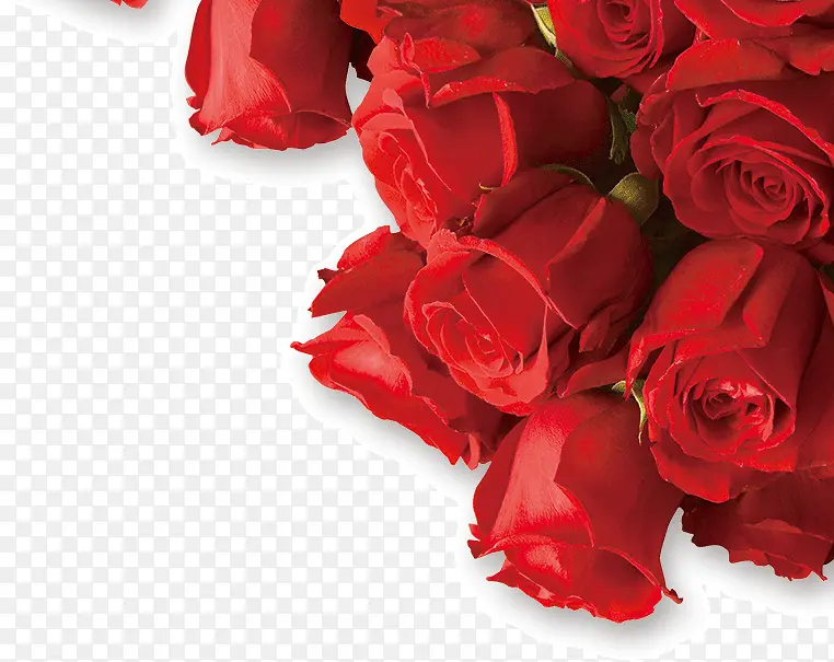 红色玫瑰浪漫爱情