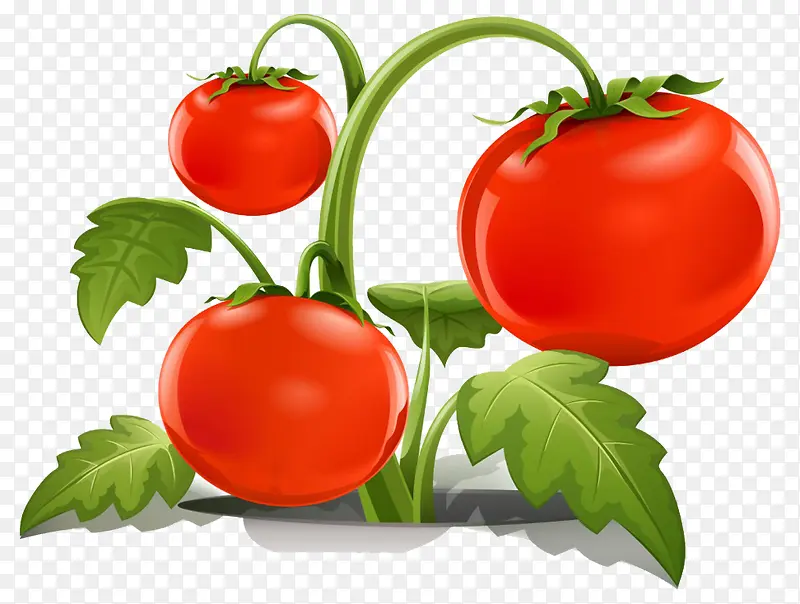 卡通红色番茄