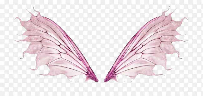 紫色的翅膀