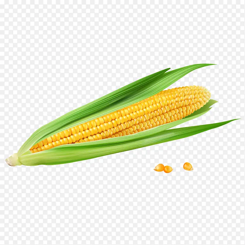 卡通手绘一个玉米