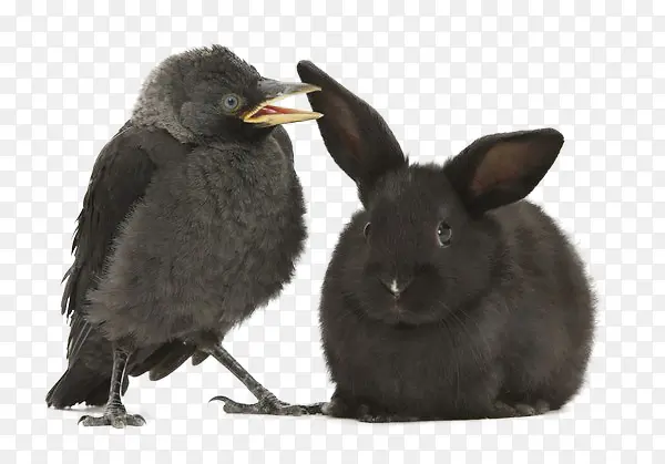 黑灰色乌鸦和兔子