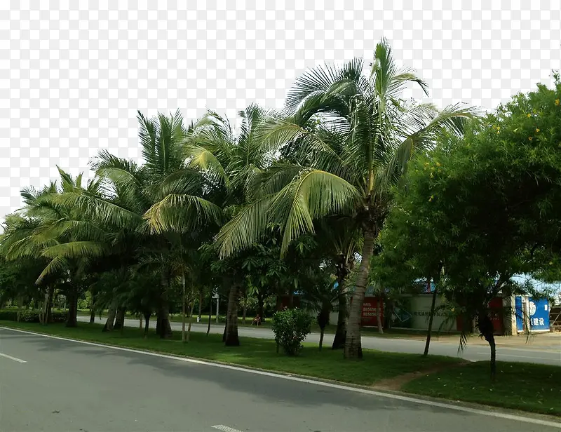 三亚城市街道绿化景观