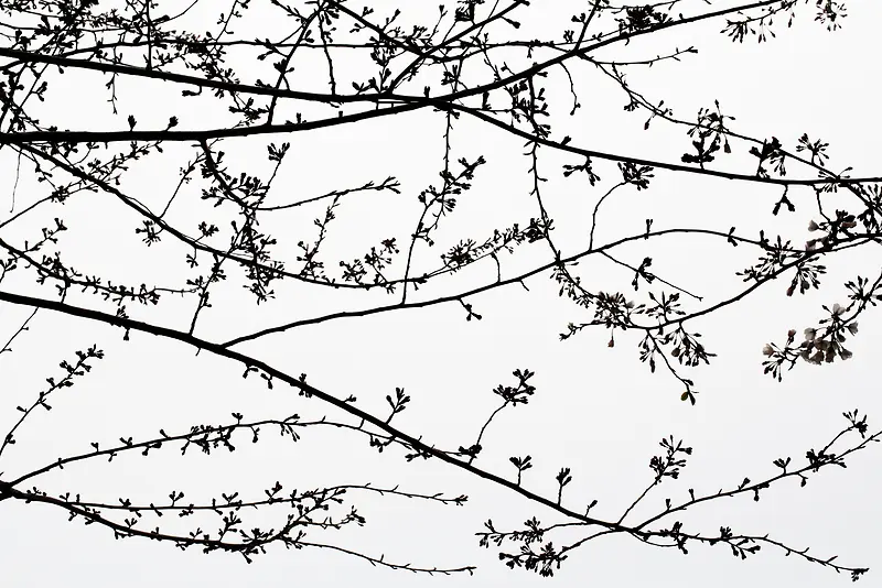 冬色风景树枝简单