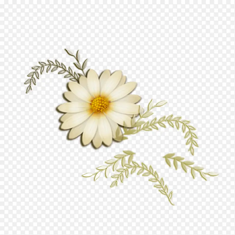 白色的菊花的线稿