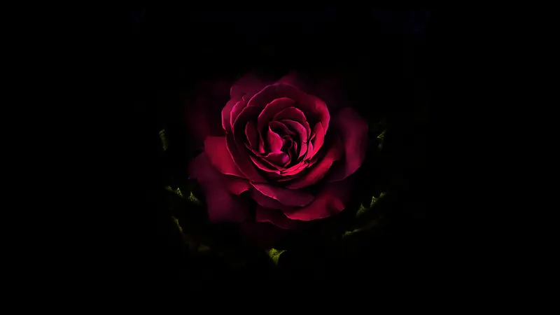 黑暗里的红玫瑰背景图
