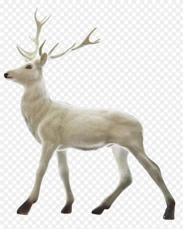 一只白色的鹿