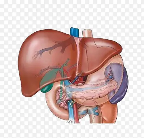 肝脏器官图