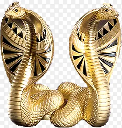 埃及金色眼镜蛇