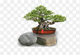 树