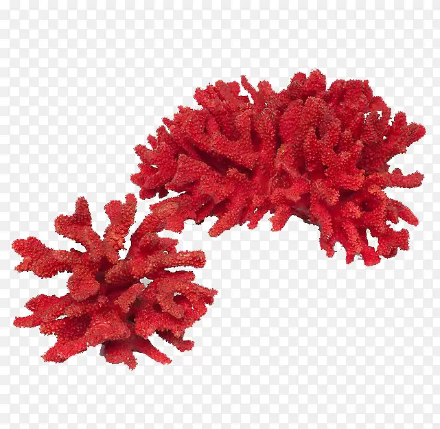 海洋生物红珊瑚家居摆件