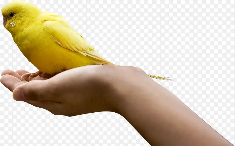 黄色可爱小鸟呵护手势