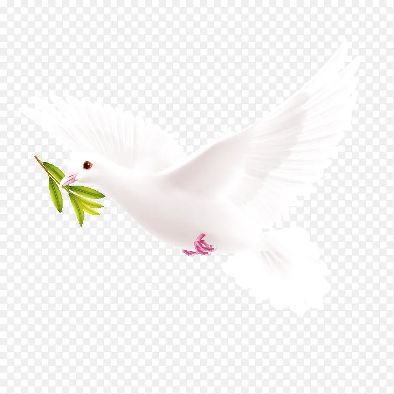 白色和平鸽