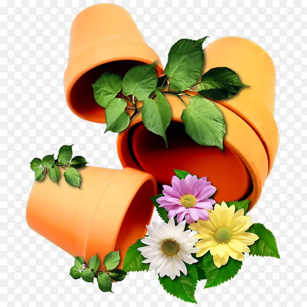 菊花和花盆