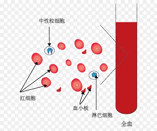 血液组成示意图PNG图片素材下载_图片编号8829245-PNG素材网