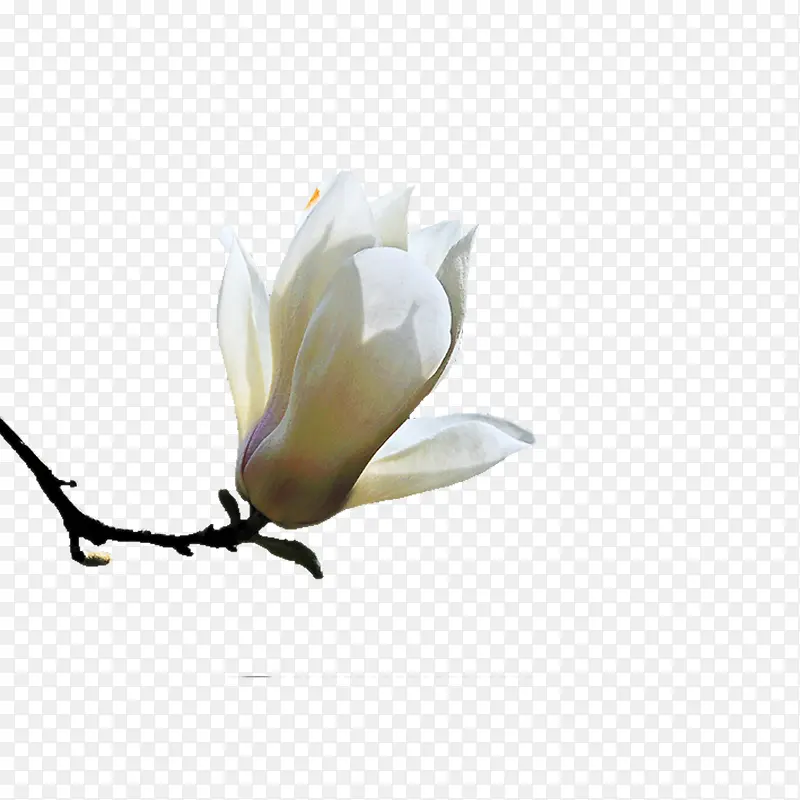 杜若花