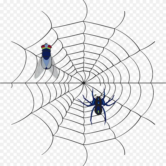 蜘蛛图案