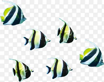 五彩热带鱼