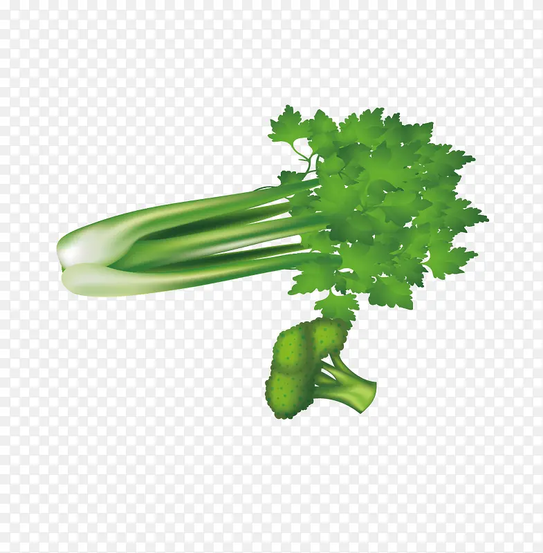 绿色蔬菜芹菜和西兰花