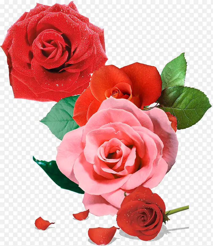 手绘红粉玫瑰花朵