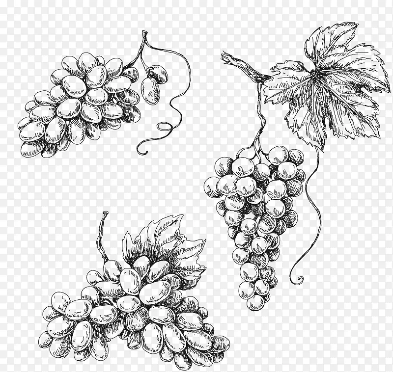 三串手绘素描葡萄