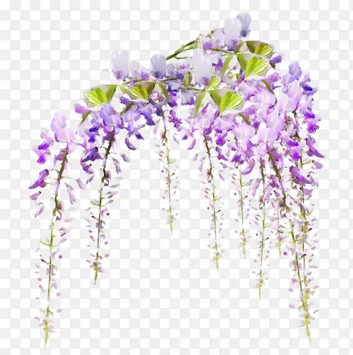 紫色花藤蔓