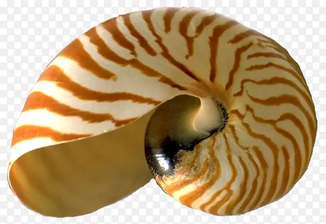 蜗牛贝壳动物