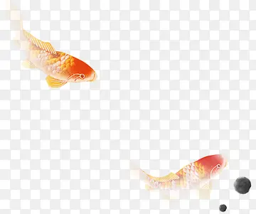 高清摄影立体水中金鱼