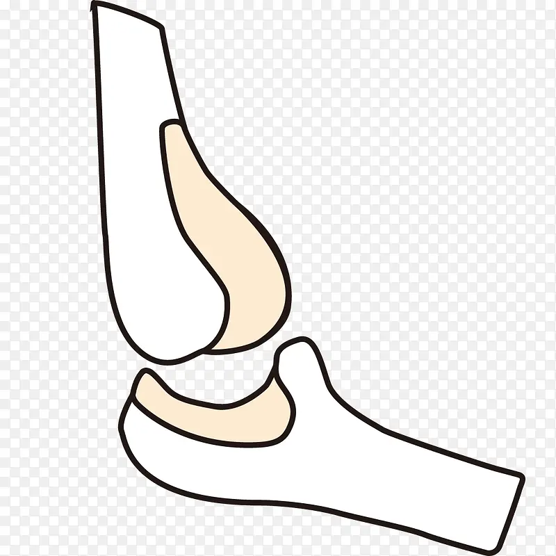 骨头关节形状