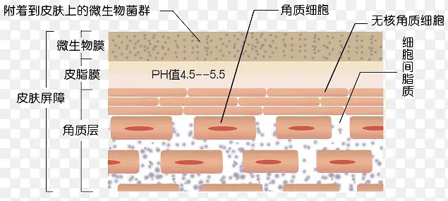 皮肤细胞