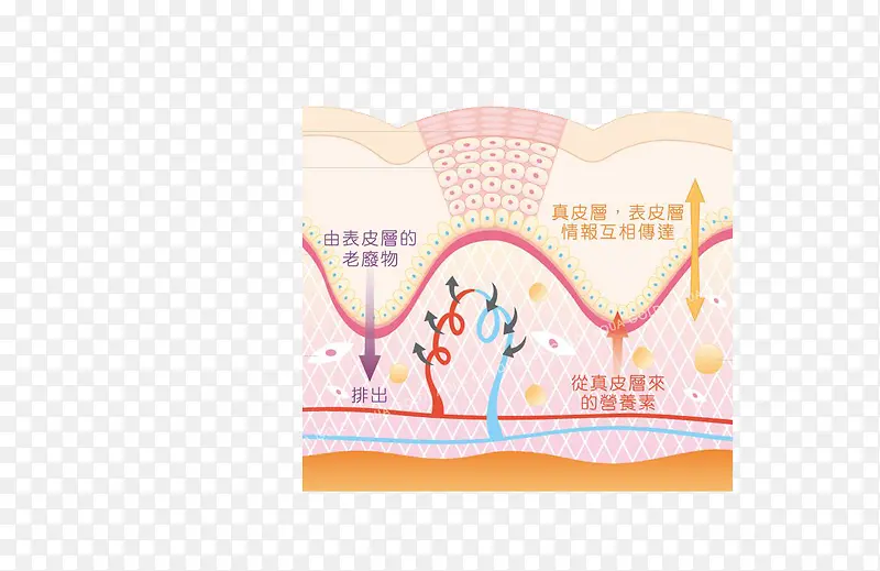 皮肤细胞