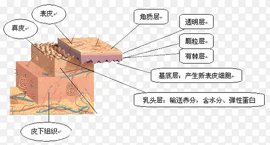 皮肤细胞