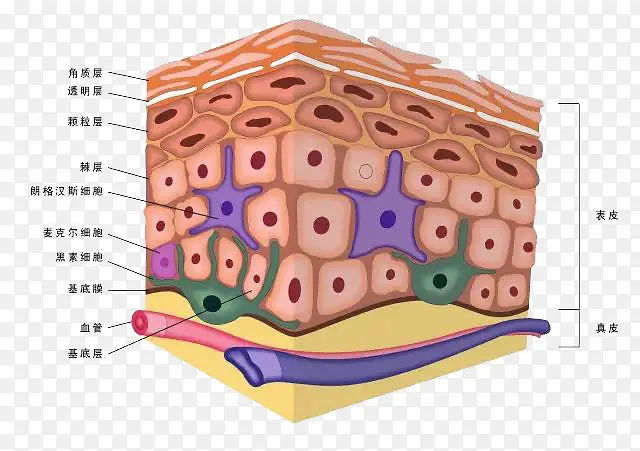 皮肤细胞