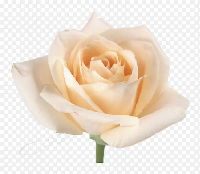 一朵白玫瑰
