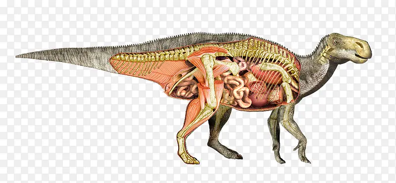 恐龙器官结构
