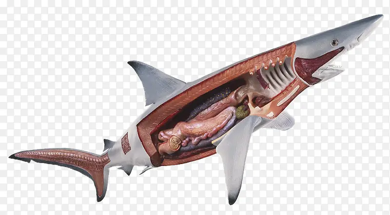 鲨鱼器官结构