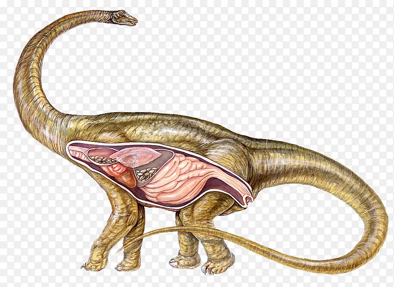 恐龙器官结构