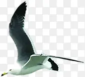 侧面白色飞翔海鸥
