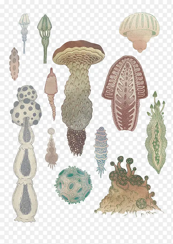 卡通海底植物