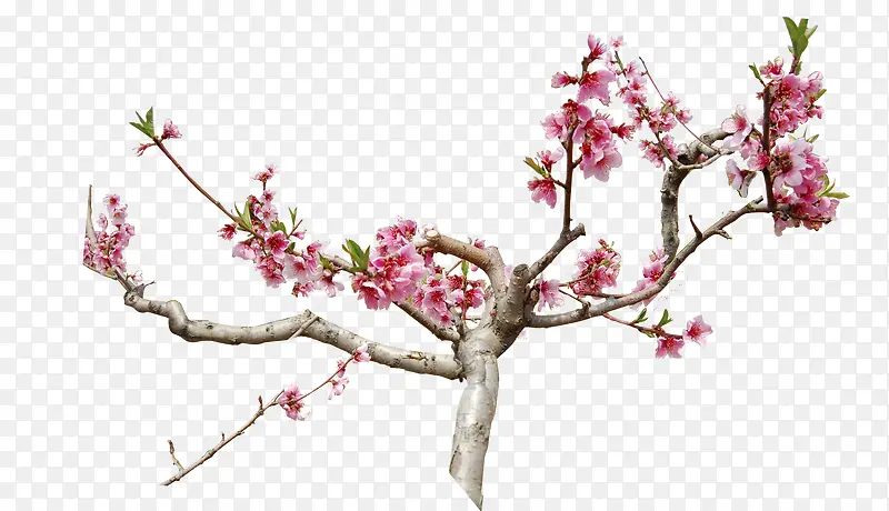 粉色的桃花枝PNG图片素材下载_图片编号8875993-PNG素材网